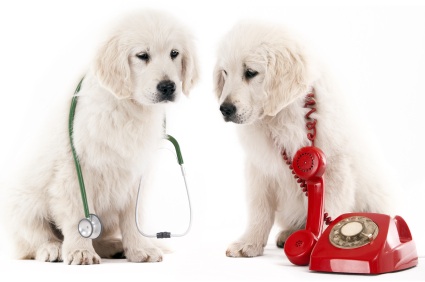 Preventative Veterinary Medicine is NOT an Upsell!